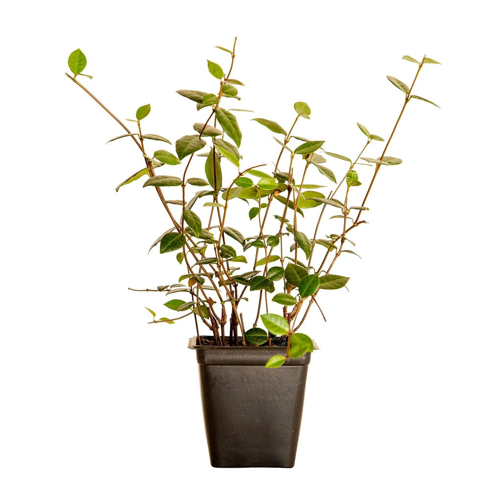 2026 Expert Gardener Asiatic Jasmine - 54 Pack (3.25 In. Pots) Evergreen Groundcover Vine - Full Sun Live Outdoor Plant