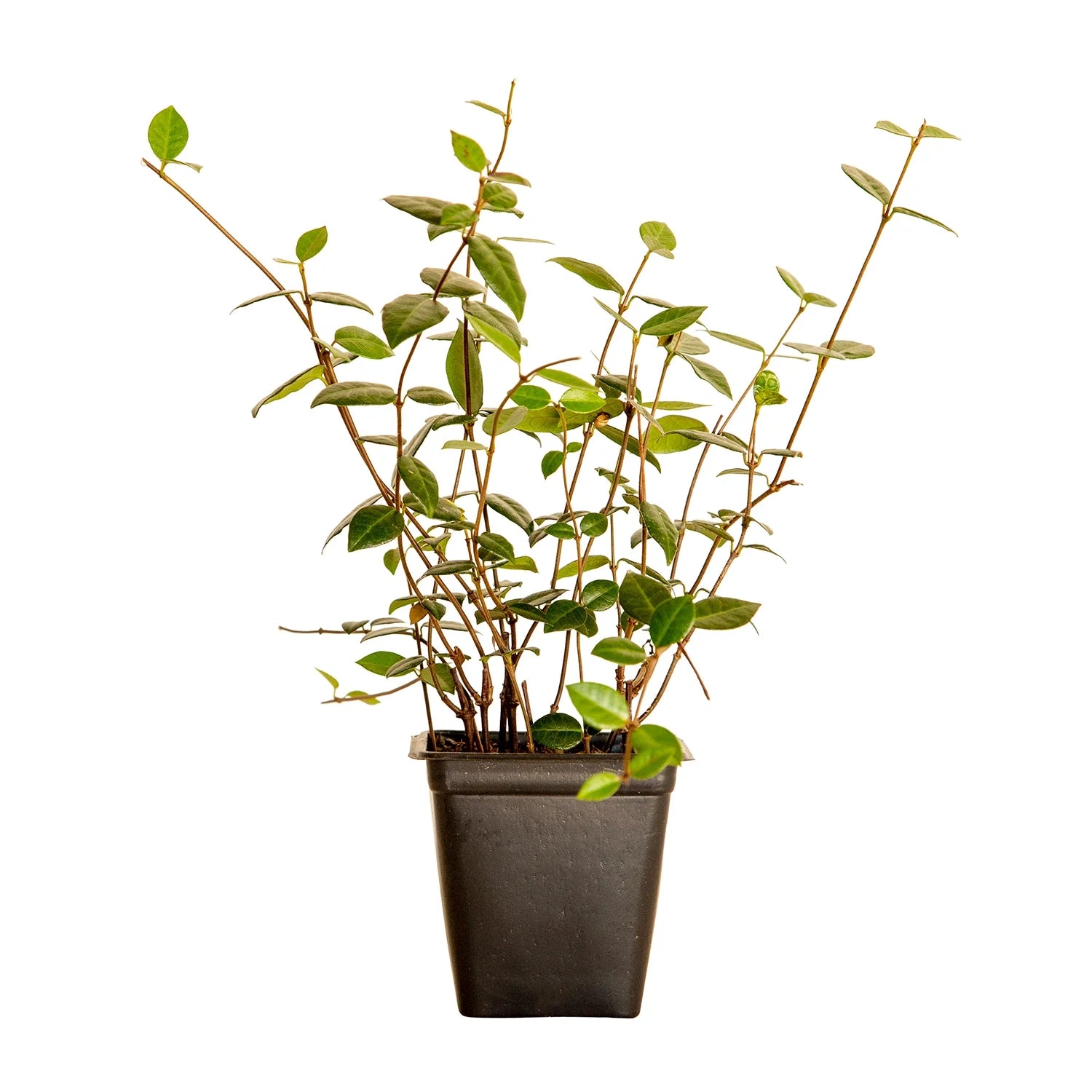 2026 Expert Gardener Asiatic Jasmine - 54 Pack (3.25 In. Pots) Evergreen Groundcover Vine - Full Sun Live Outdoor Plant