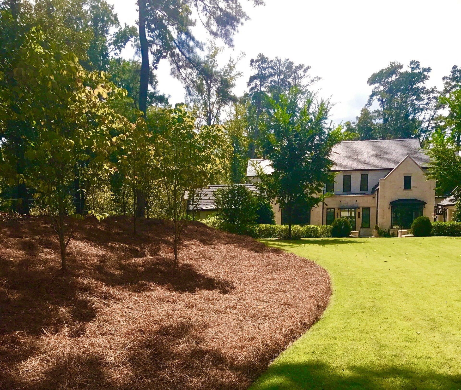 2026 Premium Long Needle | Pine Straw Mulch | 300 Sqft