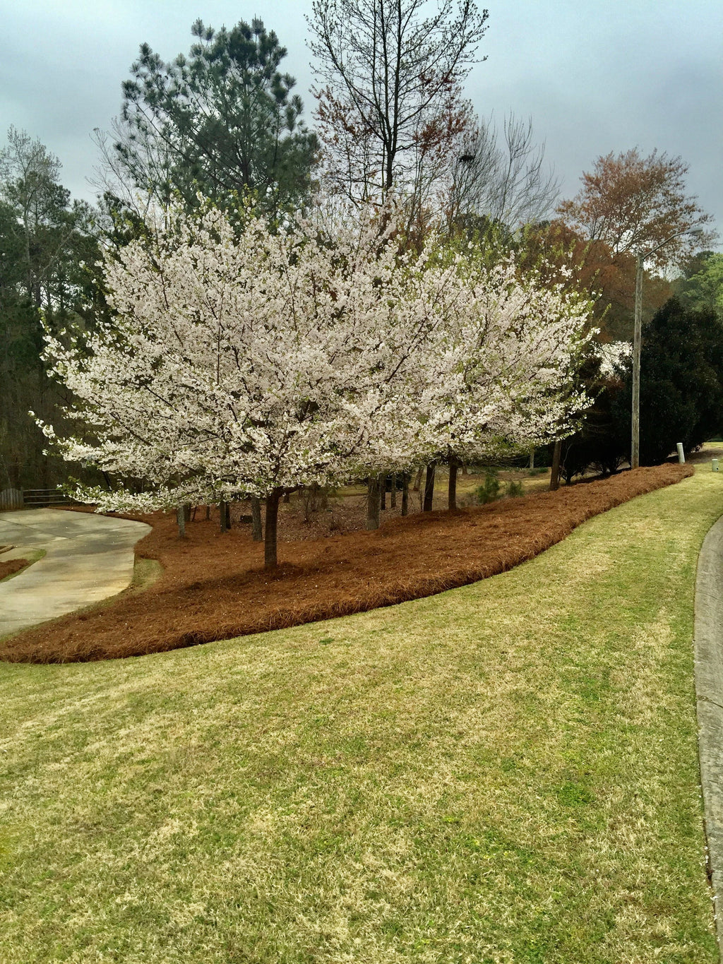 2026 Premium Long Needle | Pine Straw Mulch | 160 Sqft