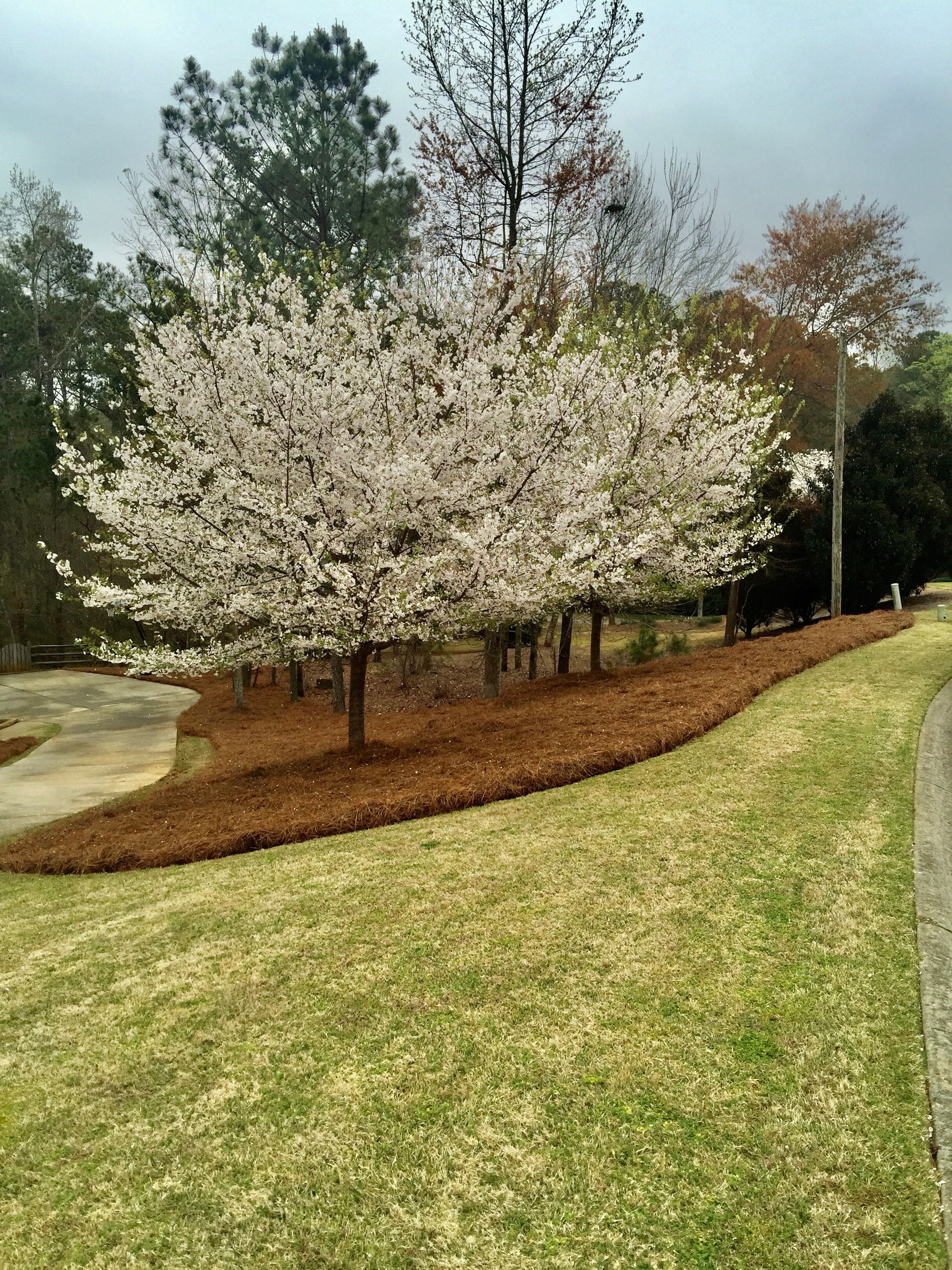 2026 Premium Long Needle | Pine Straw Mulch | 160 Sqft