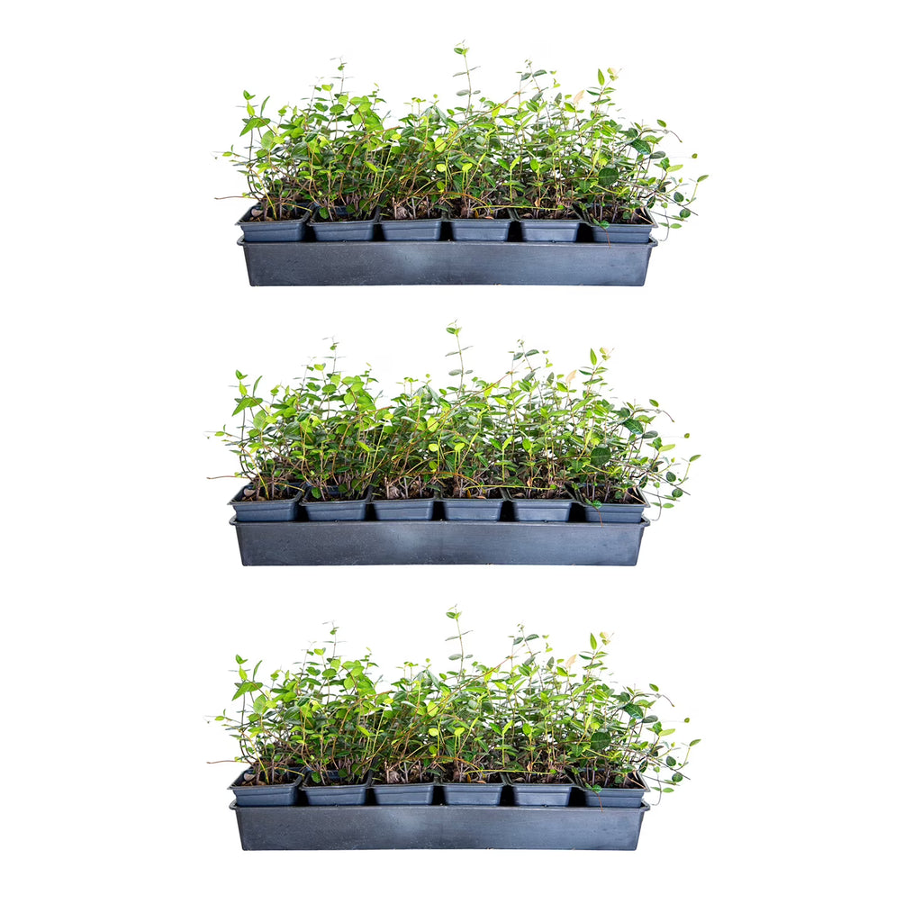 2026 Expert Gardener Asiatic Jasmine - 54 Pack (3.25 In. Pots) Evergreen Groundcover Vine - Full Sun Live Outdoor Plant