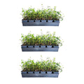 2026 Expert Gardener Asiatic Jasmine - 54 Pack (3.25 In. Pots) Evergreen Groundcover Vine - Full Sun Live Outdoor Plant