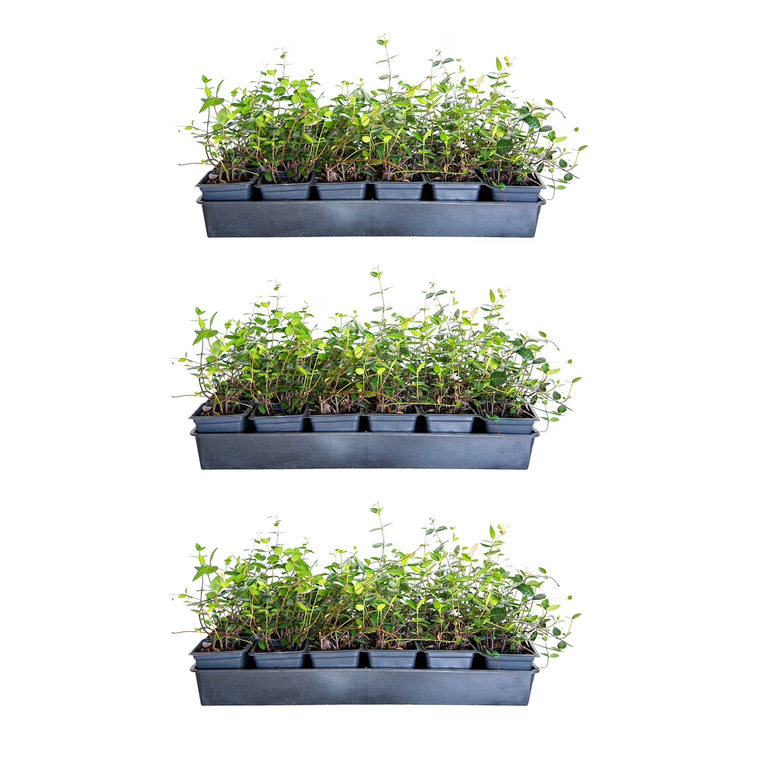 2026 Expert Gardener Asiatic Jasmine - 54 Pack (3.25 In. Pots) Evergreen Groundcover Vine - Full Sun Live Outdoor Plant