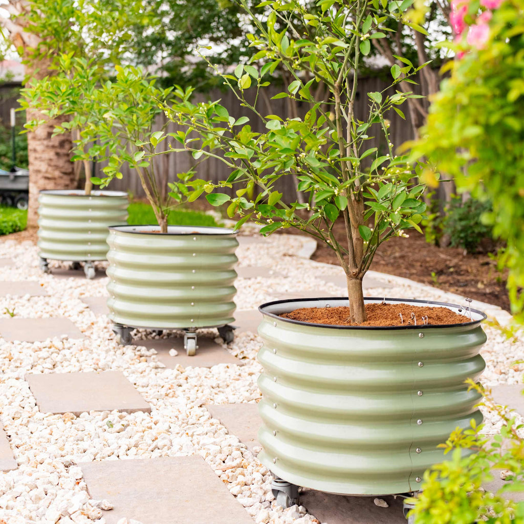 Self-watering Rolling Citrus Tree Planter