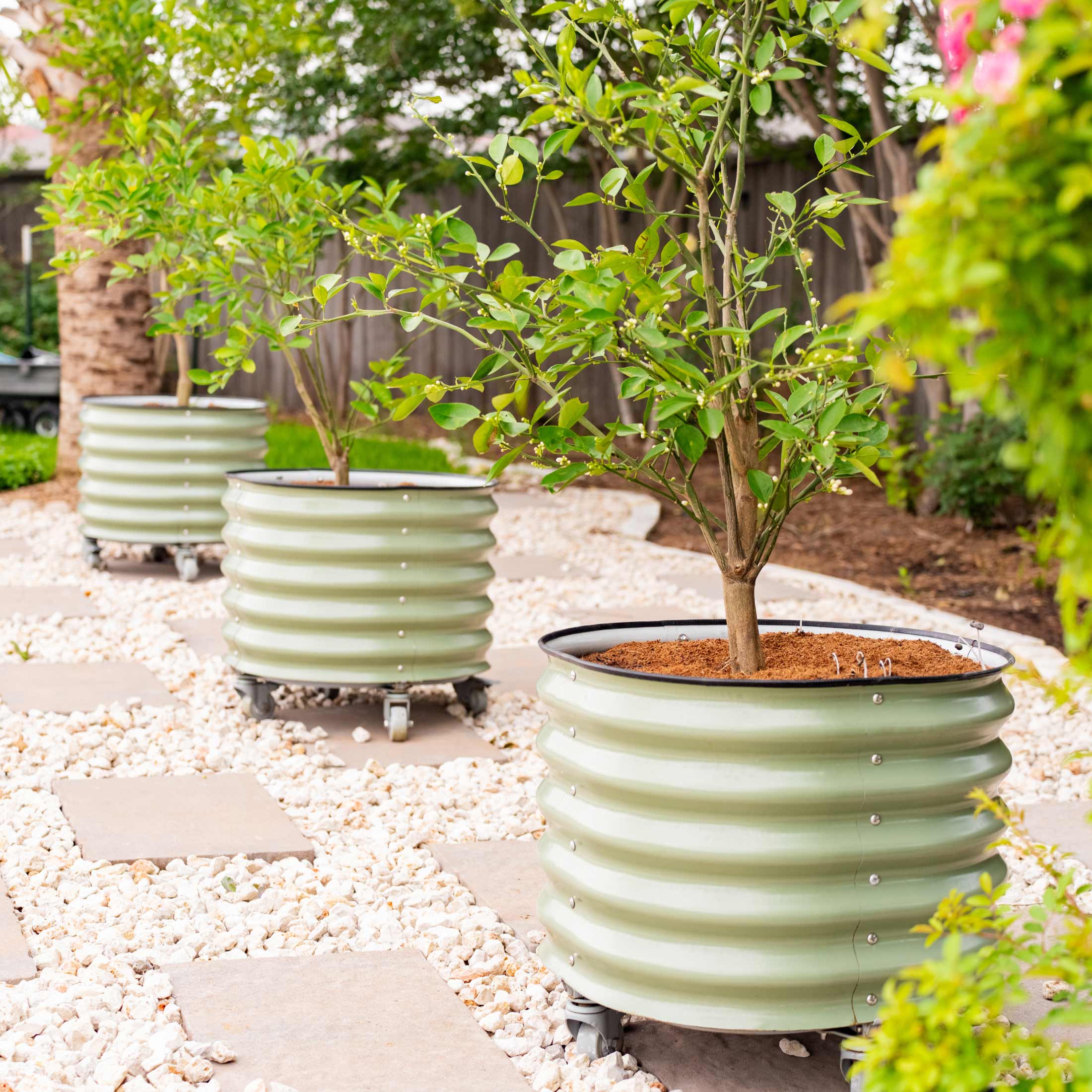 Self-watering Rolling Citrus Tree Planter