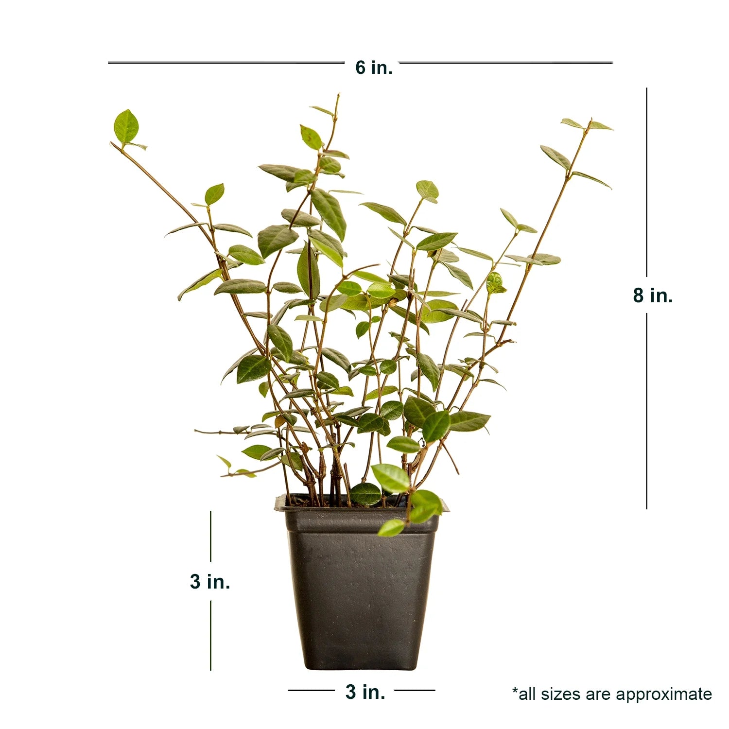 2026 Expert Gardener Asiatic Jasmine - 54 Pack (3.25 In. Pots) Evergreen Groundcover Vine - Full Sun Live Outdoor Plant