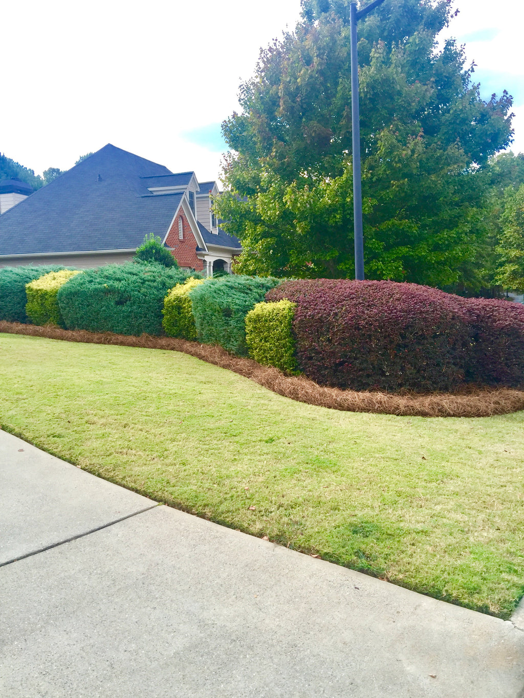 2026 Premium Long Needle | Pine Straw Mulch | 160 Sqft