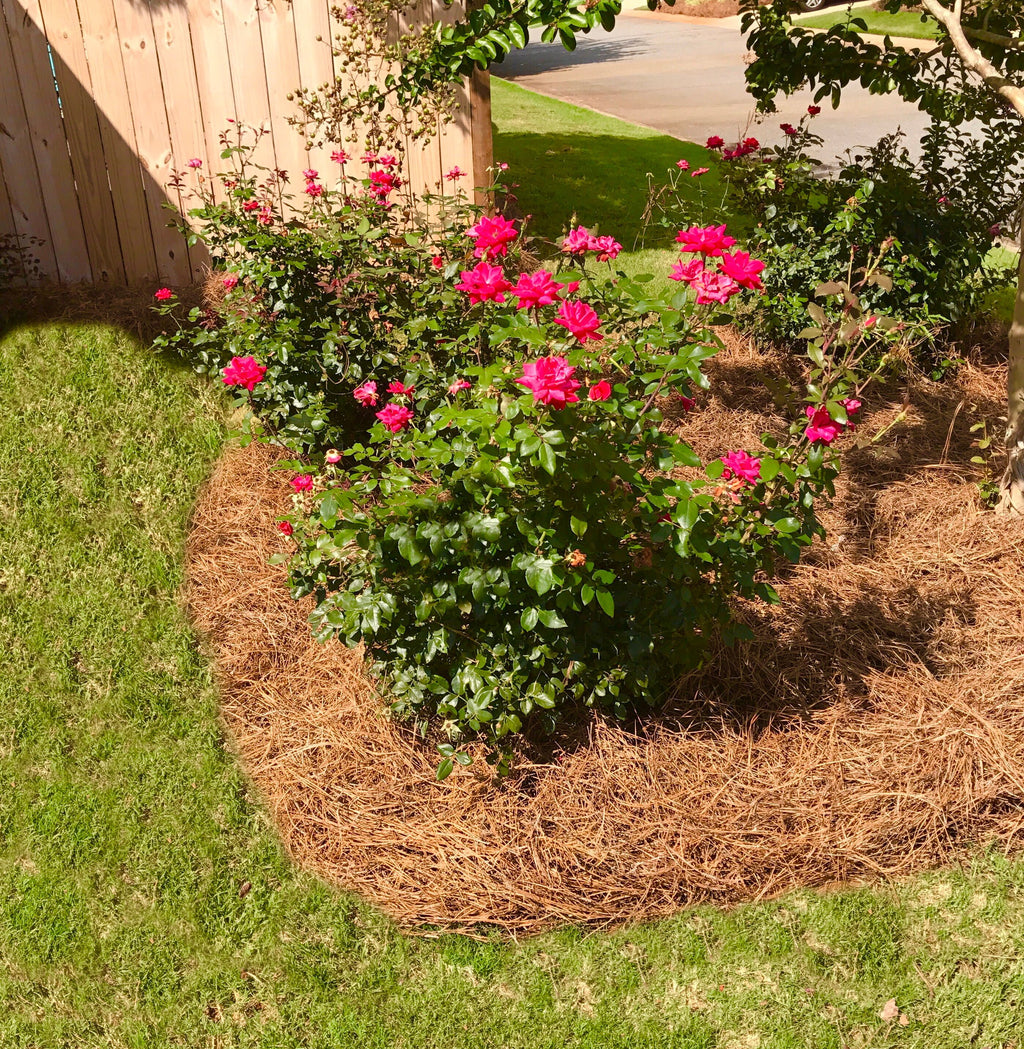 2026 Premium Long Needle | Pine Straw Mulch | 300 Sqft